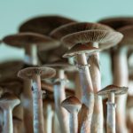 Magic Mushroom: Psychedelic Experience with Edibles